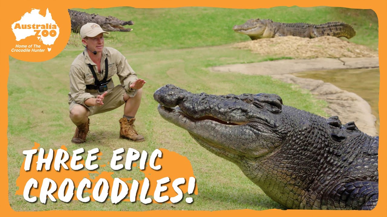 Australia Zoo adventure tour in Australia