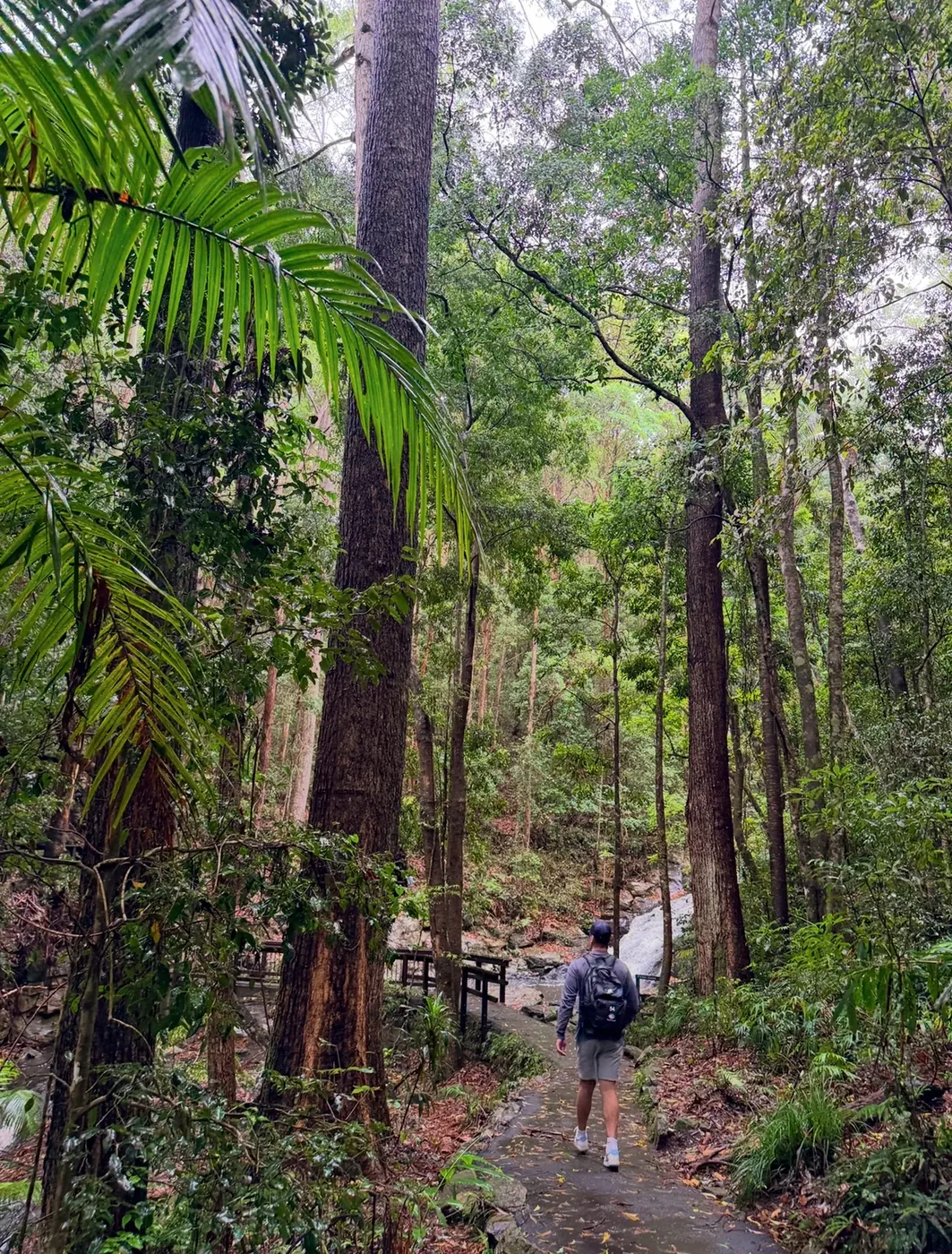 Man walking along a rainforest track through towering trees with palm fronds and a wooden boardwalk visible ahead, Kondalilla Falls area