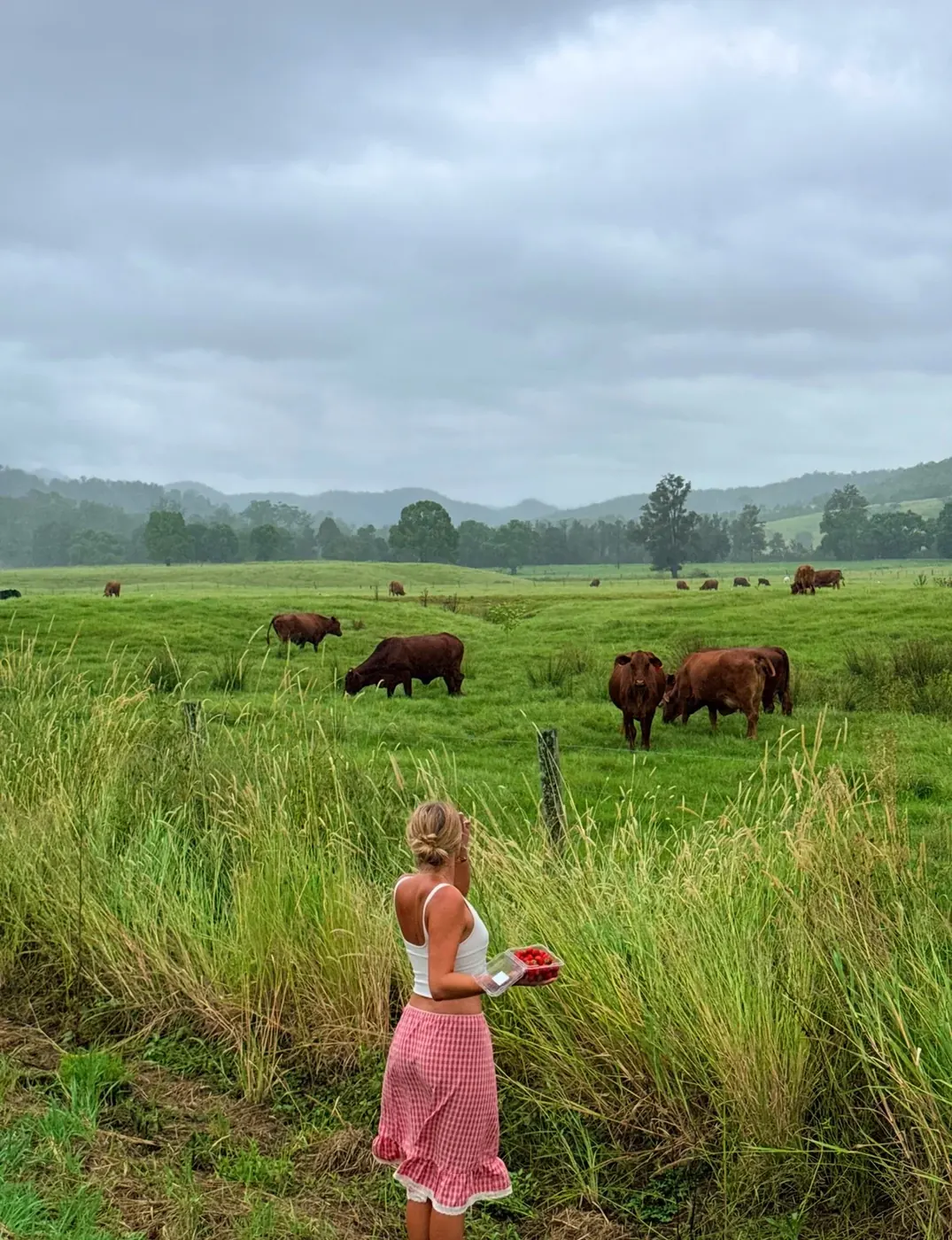Sierra standing in a lush green paddock with brown cattle grazing in the background, holding a punnet of fresh strawberries from a Maleny farm