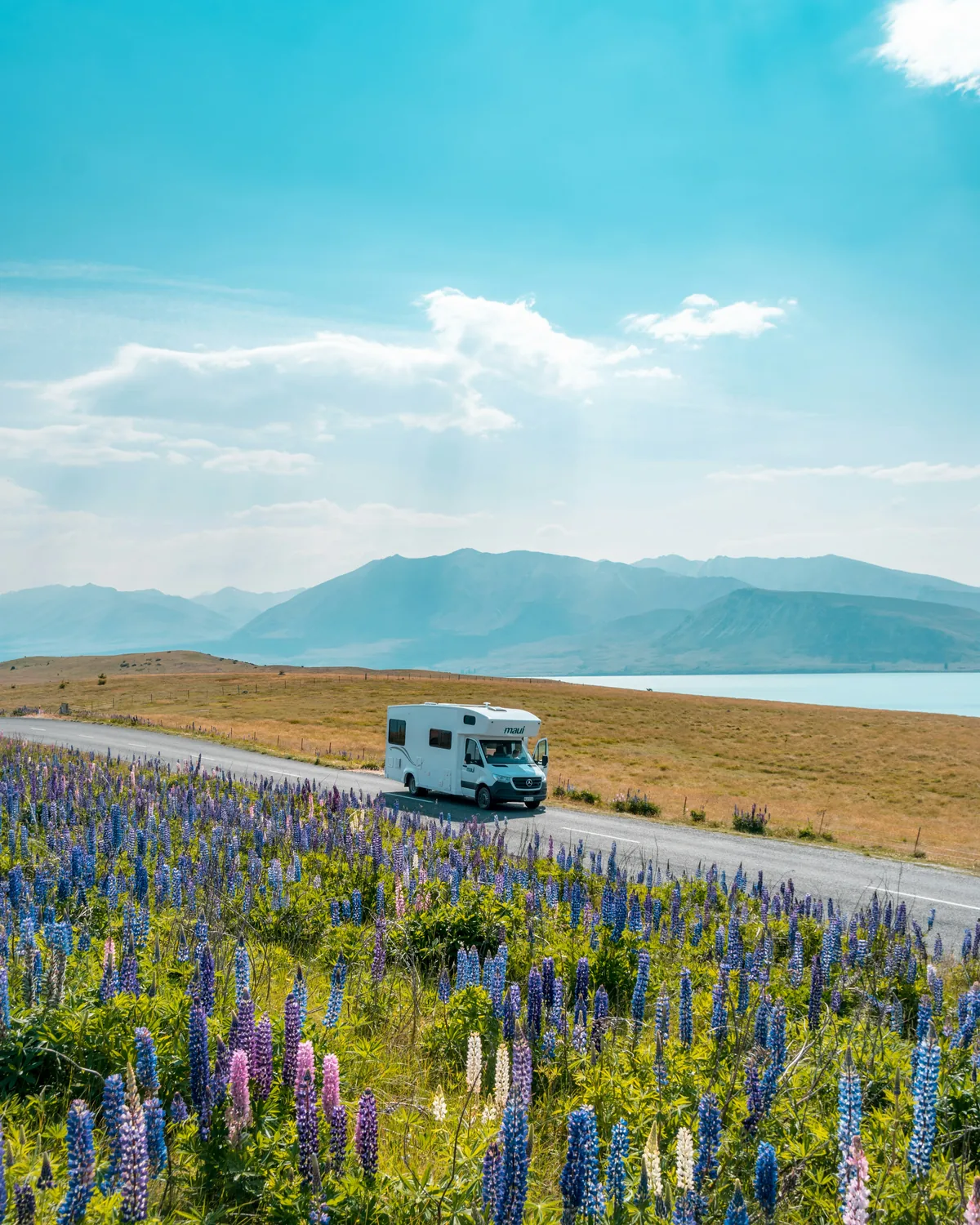 Maui motorhome among lupins in New Zealand